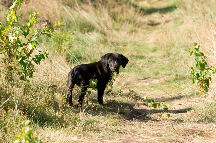 Entspannter Urlaub mit dem Hund